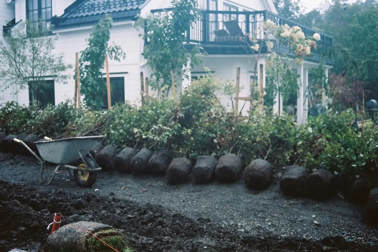 Etablering av hage med rotklumper og hekkplanter